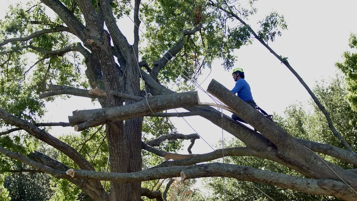 Professional Crown Thinning performed by certified arborists in Experiment